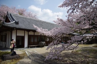 弘川寺　本坊の桜
