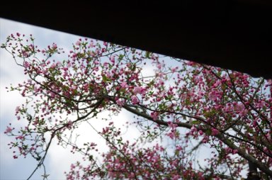 樹齢350年余の海棠（バラ科の一種：府指定の天然記念物）