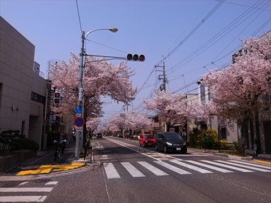 堺　御陵通りの桜並木