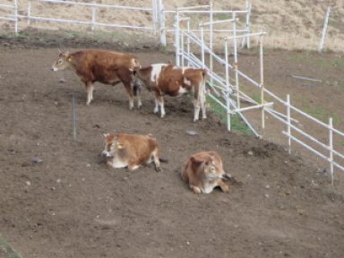 放牧中の牛