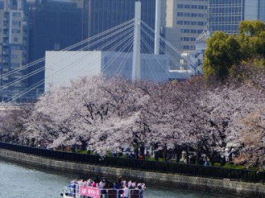大川の桜　造幣局
