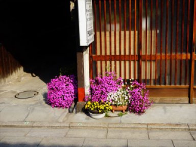紀州街道沿いの花