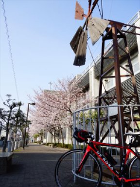 堺の原風景　風車　と桜