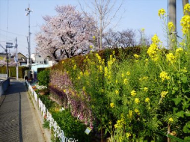 紀州街道沿いの菜の花と桜