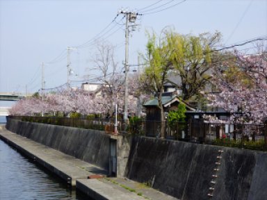 津田川の桜並木