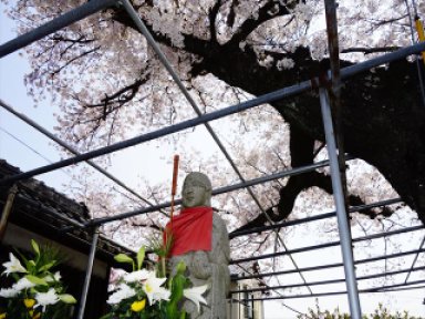 岸和田　ニコニコ地蔵尊と桜