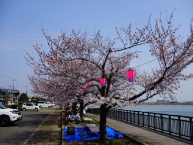 久米池の桜　