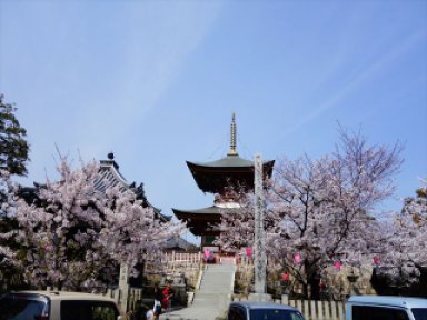久米寺の桜　
