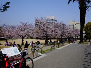 ザビエル公園の桜　