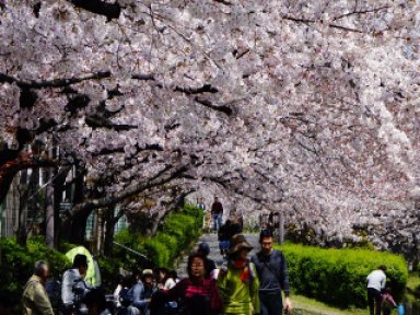 内川橋の桜