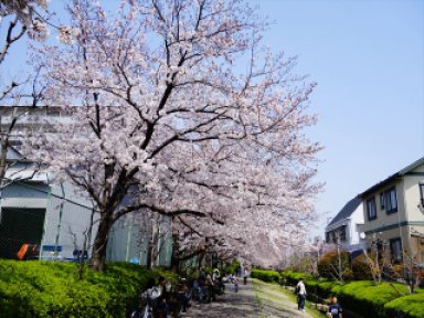 内川橋の桜