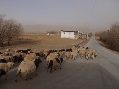 羊たち街道をゆく