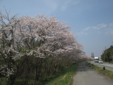 １０：５５　桜並木