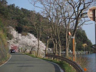 １５：５２　桜並木