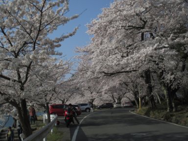 15：58　桜並木