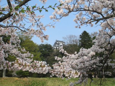 １５：０９　彦根城と桜