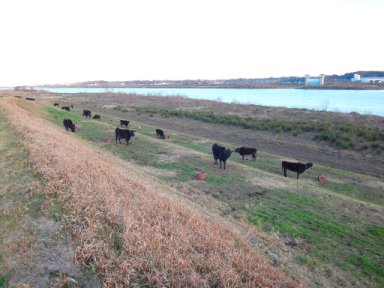 河内町の牛