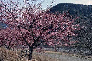 多良峡の桜
