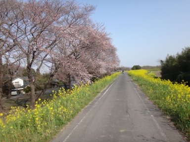 桜＠荒川