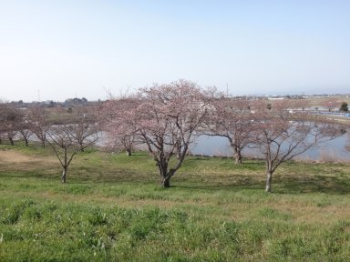 桜＠鳥羽井沼自然公園