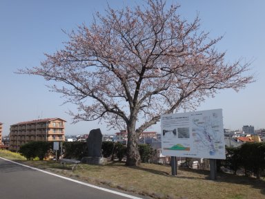 桜＠決壊の跡碑