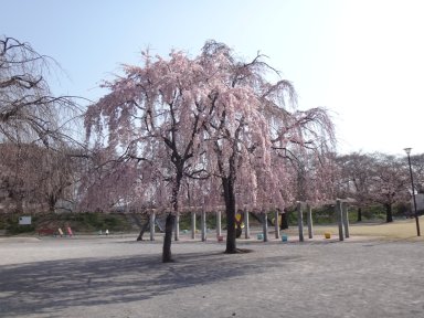 桜＠万平公園