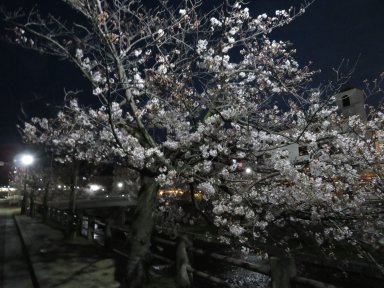 早朝の芦屋川の桜