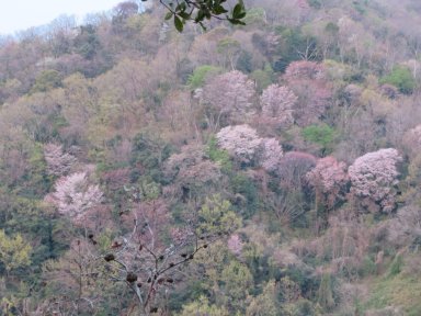 六甲絵下の山稜線の山桜