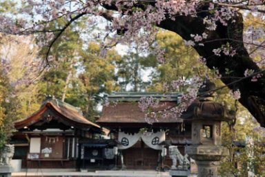 治水神社の桜