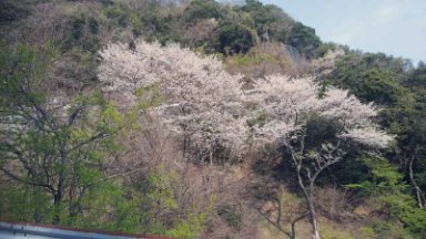二之瀬峠の桜