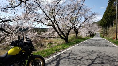 途中の桜並木で