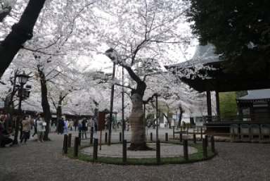 東京の桜標準木