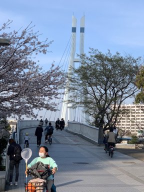 辰巳桜橋