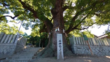 石神社の楠
