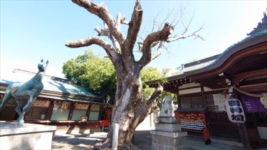 金岡神社の楠