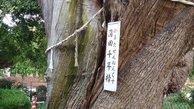 蒲田神社の楠