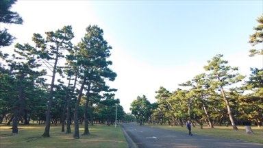 浜寺公園の松林