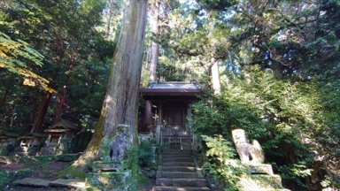 大沢神社の杉
