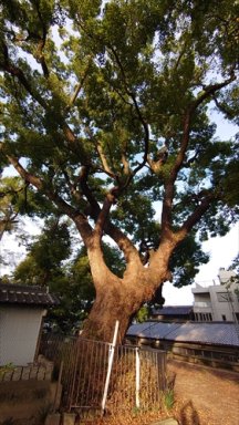 渋川神社の楠。