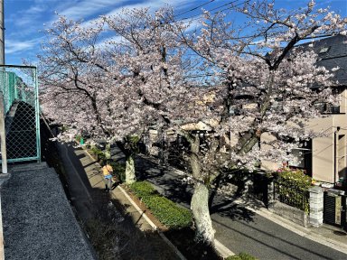 5餅井坂桜並木