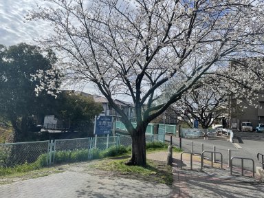 16大岡川横の笹野橋公園の桜は満開でした。