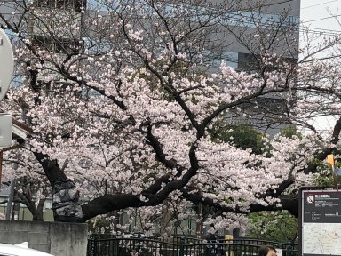 クリニックの駐車場から見た桜その１