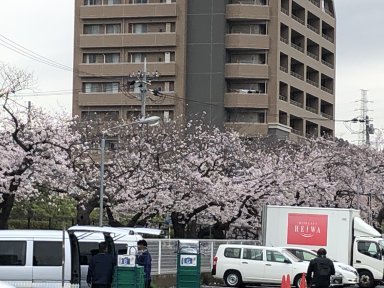 クリニックの駐車場から見た桜その2