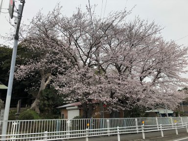 御霊神社の桜その１