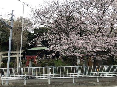 御霊神社の桜その２