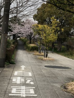 柏尾川自転車道の桜