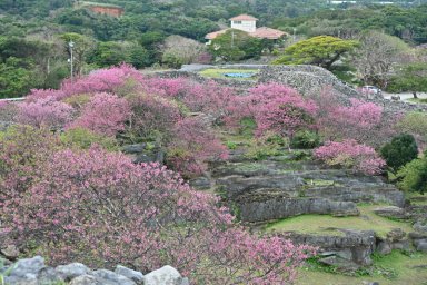 今帰仁城跡(3)：桜の名所