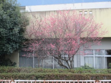 12：22第二梅の木発見　大和市立渋谷中学校