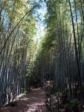 緑）見事な竹林の中に登山道